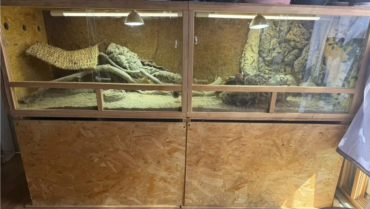 farbbartagame paar mit terrarium abzugeben