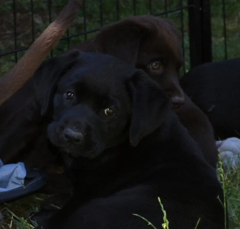Labrador-Mischlingswelpen geb. 02. Mai 2026