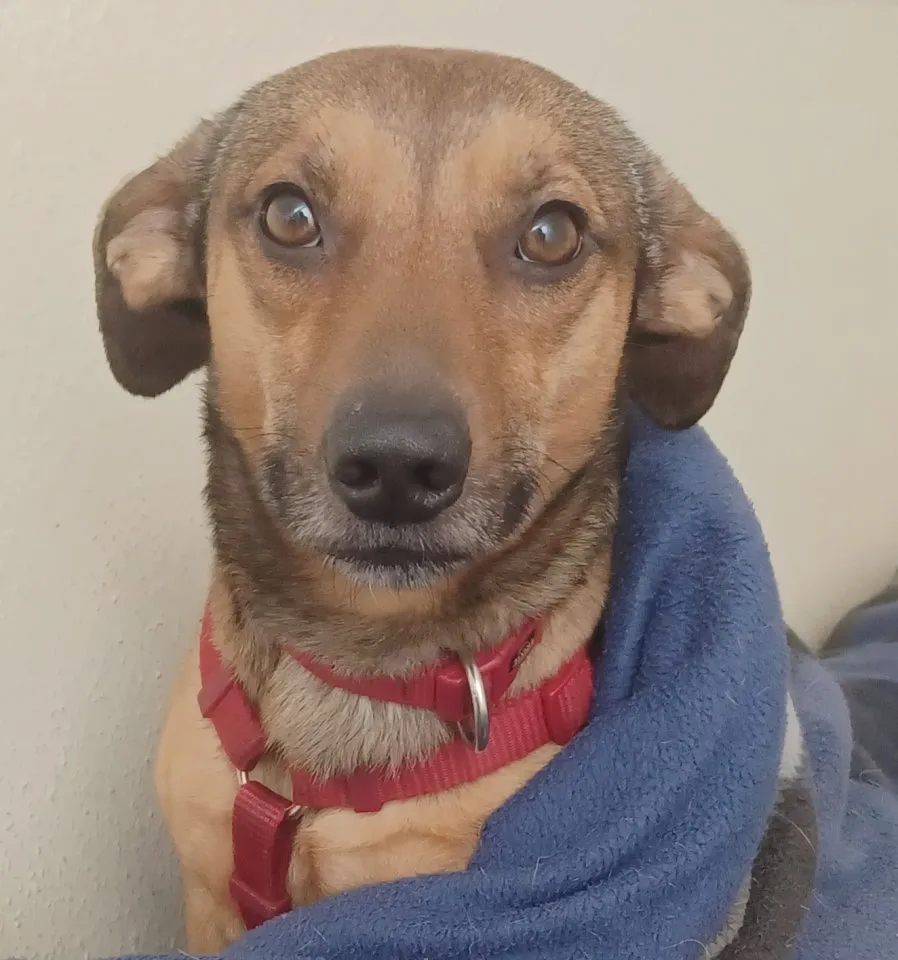 Nano, 3 Jahre, sucht Happy-Home