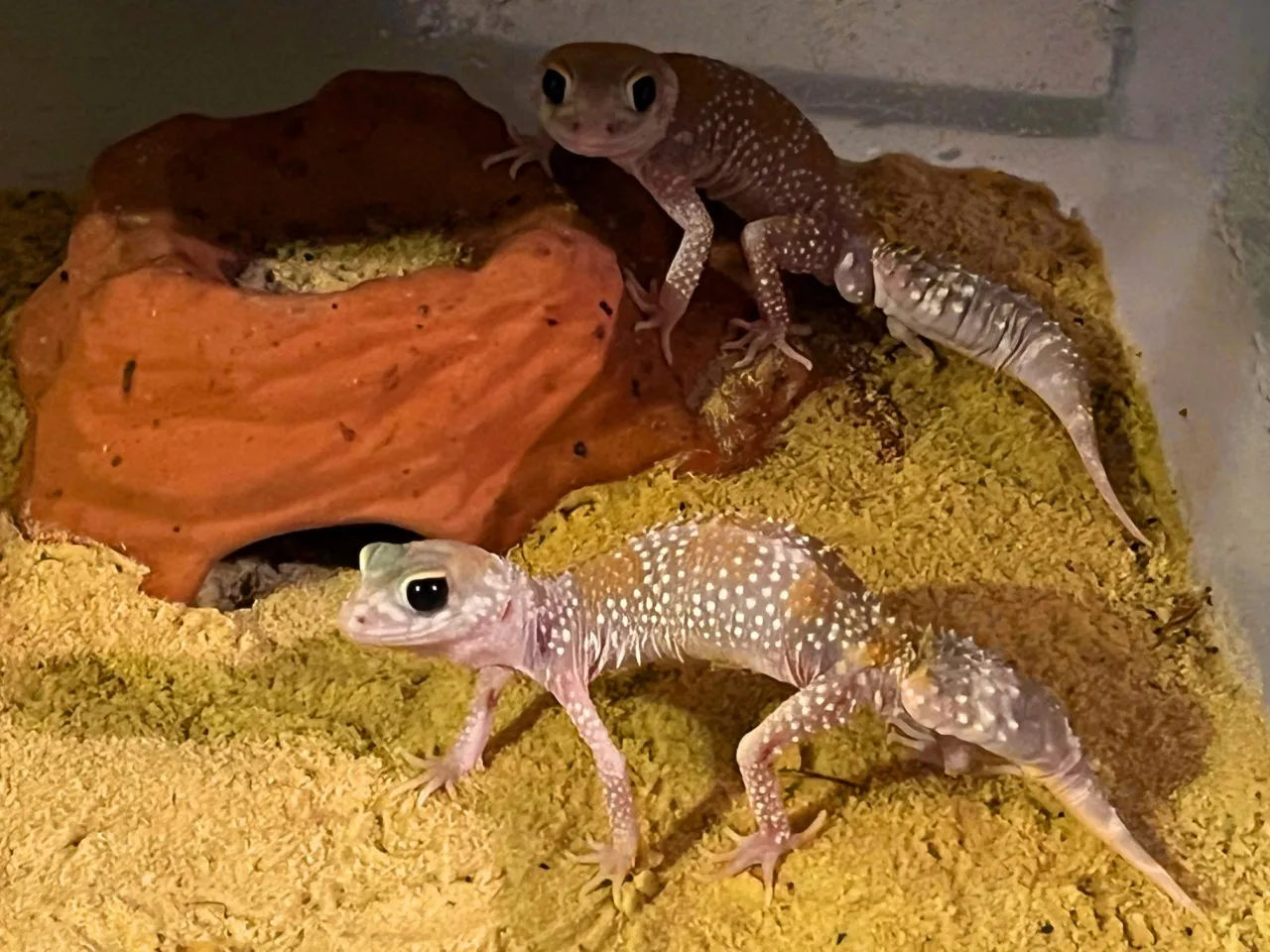 1.1 Underwoodisuarus millii, HYPO, CB 2022, proven breeder, sofort zuchtbereit