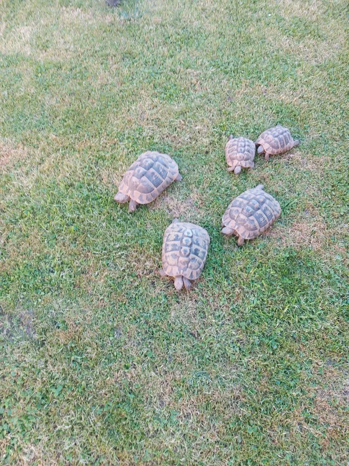 5 Griechische Landschildkröten abzugeben