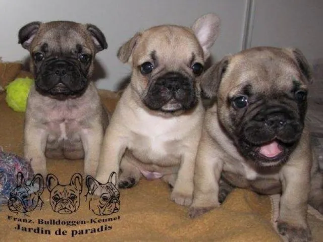 Franz. Bulldoggen Welpen in fawn