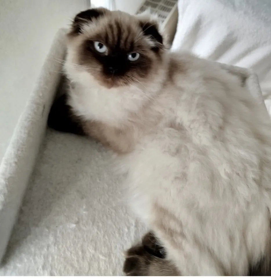 Blh kater mix sucht liebevolles heim