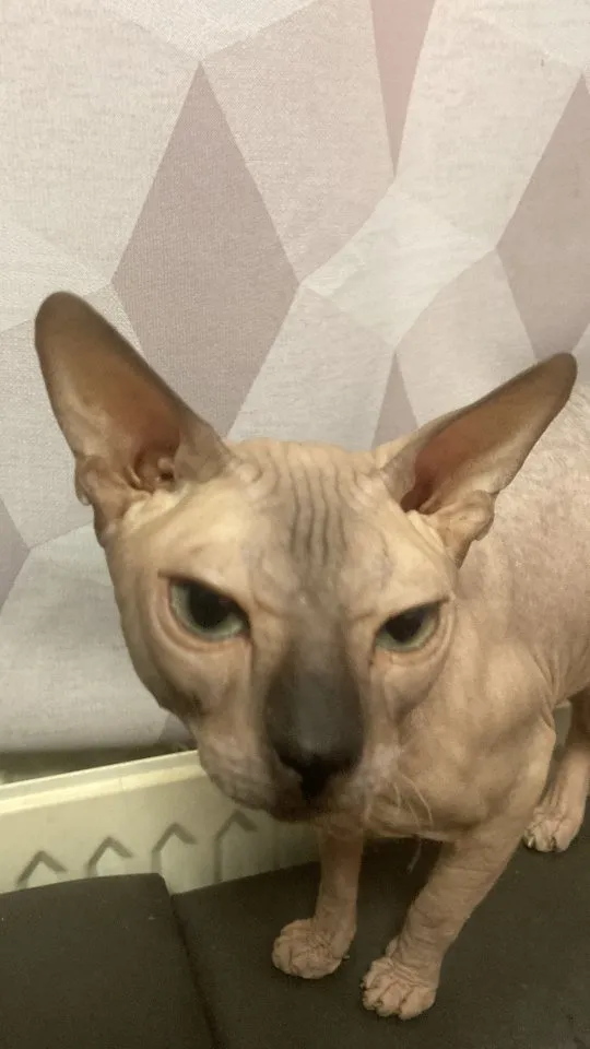 Deckkater Don Sphynx