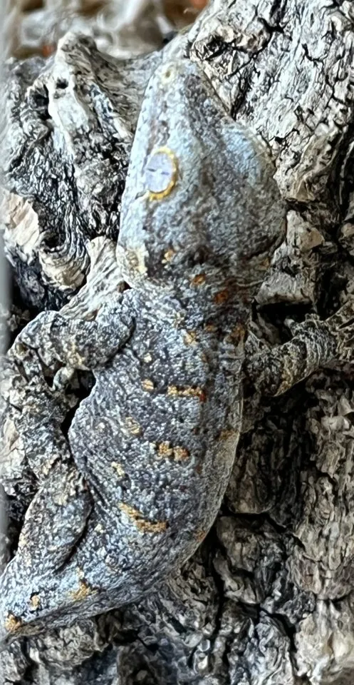Neukaledonischer Höckerkopfgecko, Rhacodactylus Auriculatus, Nachzucht 2026, Standard Reticulated – Bild 1