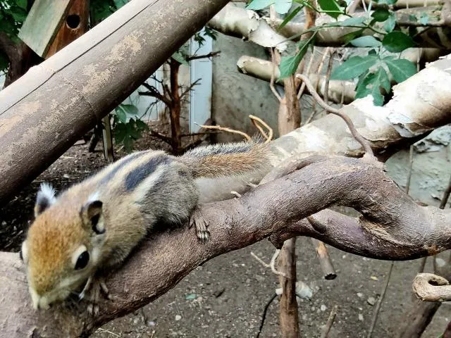 chinesische Baumstreifenhörnchen