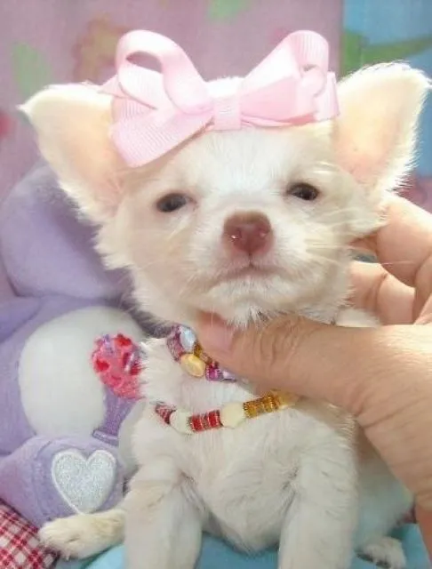 x-mas Chihuahua Welpen bereit zu gehen