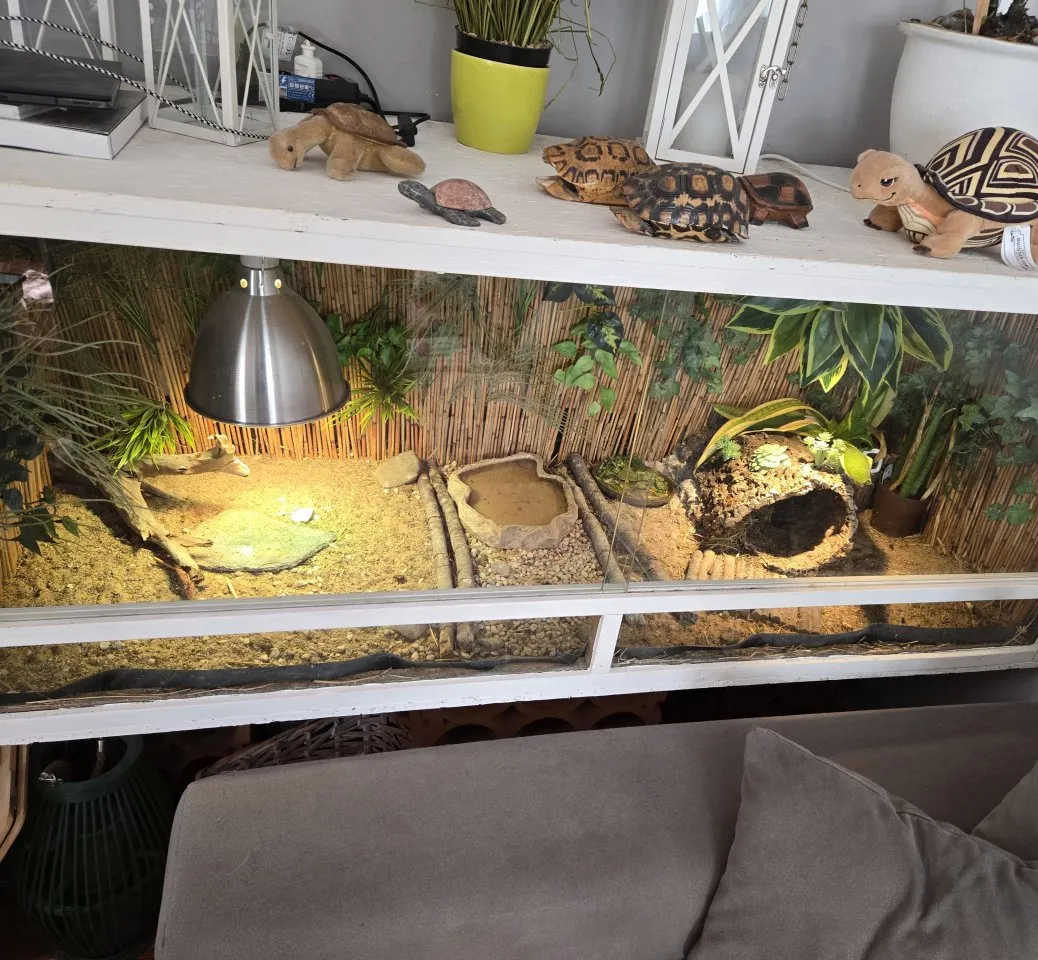 Pantherschildkröten