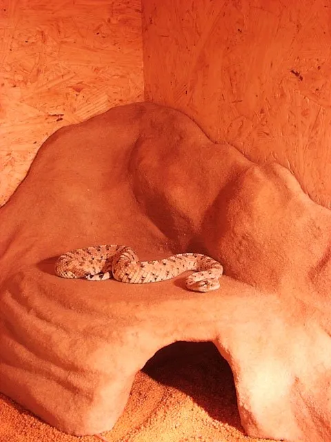 1.0 Crotalus cerastes cerastes