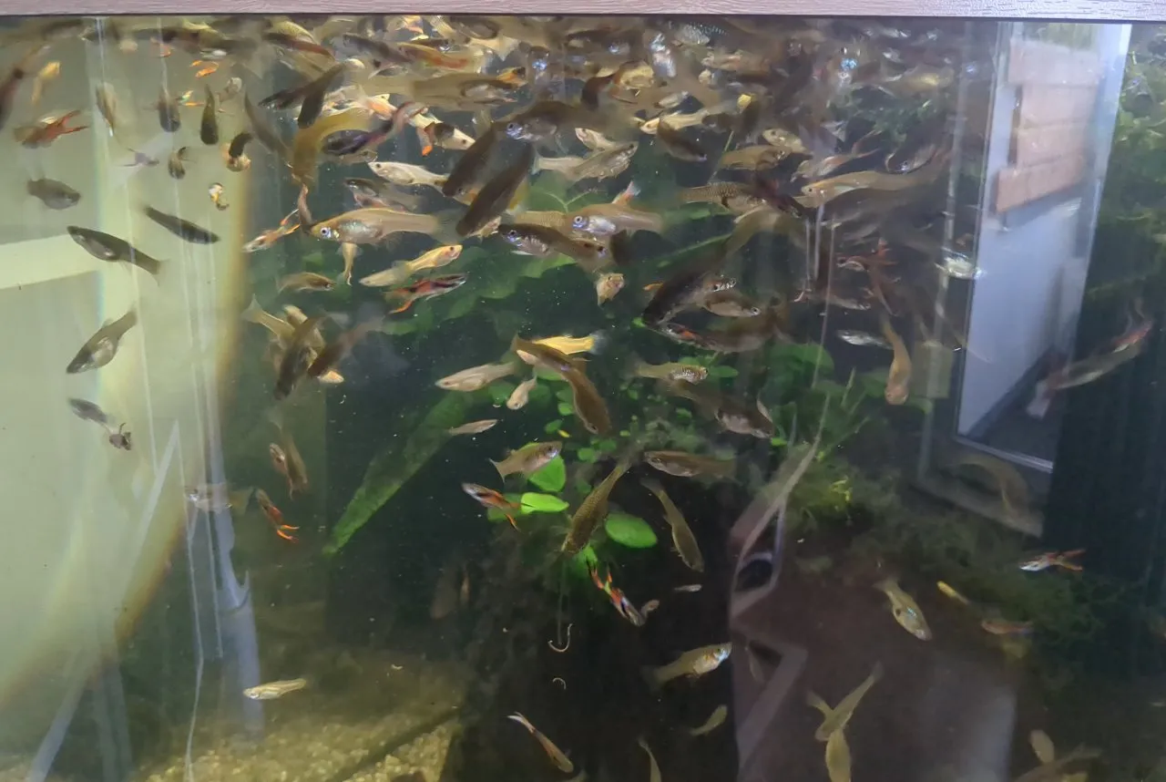Guppys aus privater Haltung zu verschenken