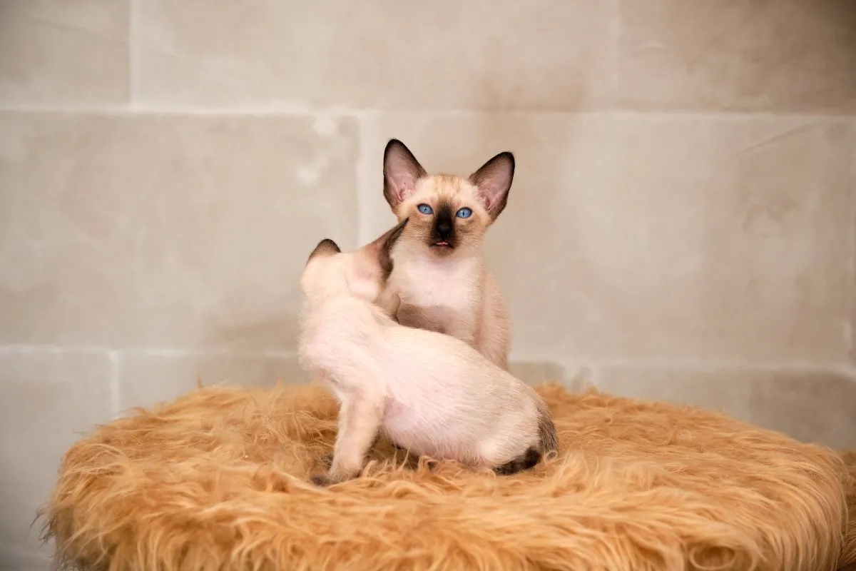 Siamkitten von unserer THAIMAHAL ENGEL in den Farben seal point und chocolate po
