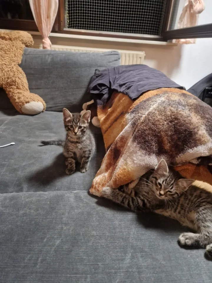 4 Knuffis suchen neuen Herzensmenschen – Bild 1