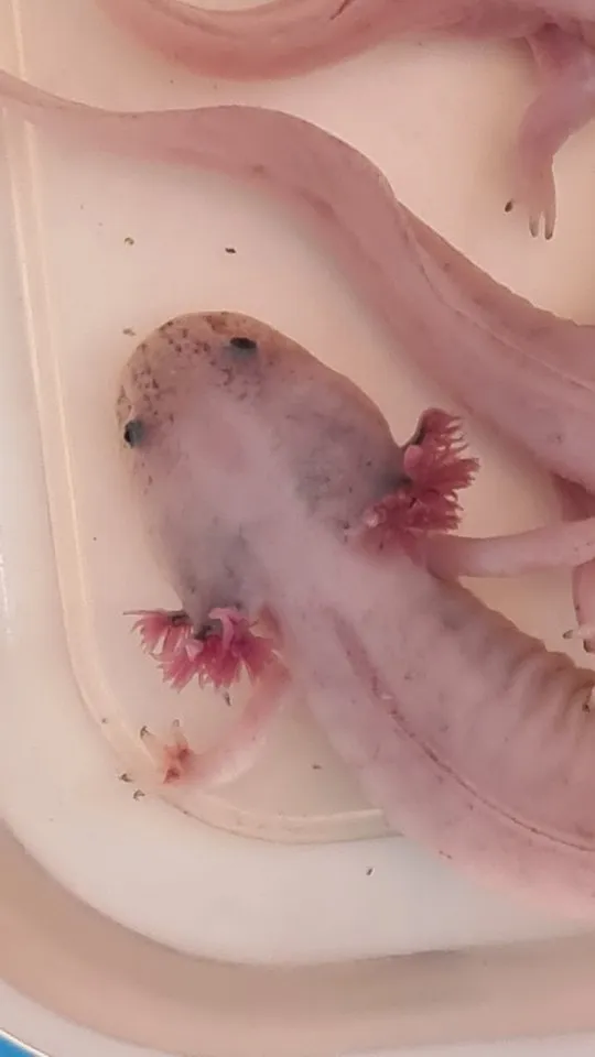 Axolotls Nachzucht vom Februar.2026