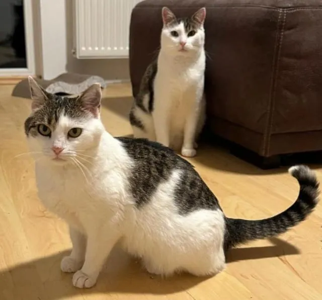 Puck & Ruby - ein liebes Katzenpärchen sucht gemeinsames Zuhause