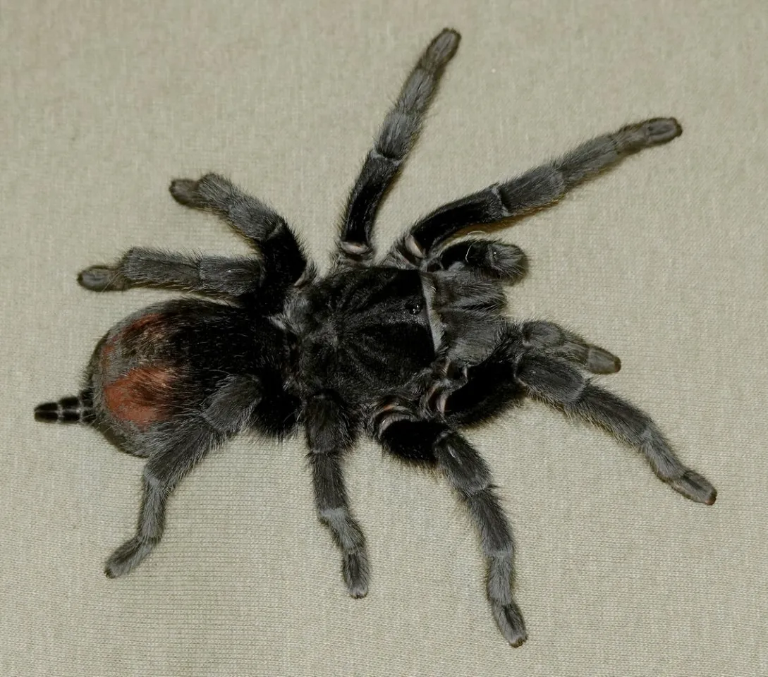 Grammostola Pulchra, weibl. gerade adult geworden