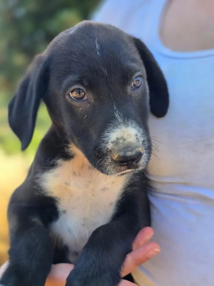 Aleko – ein kleiner Kerl mit großen Plänen ❤️