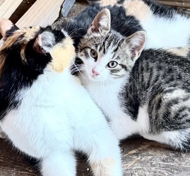 Katzenmädchen