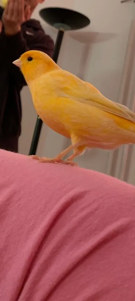 Kanarienvogel: 2,5 Jahre alt mit Zubehör