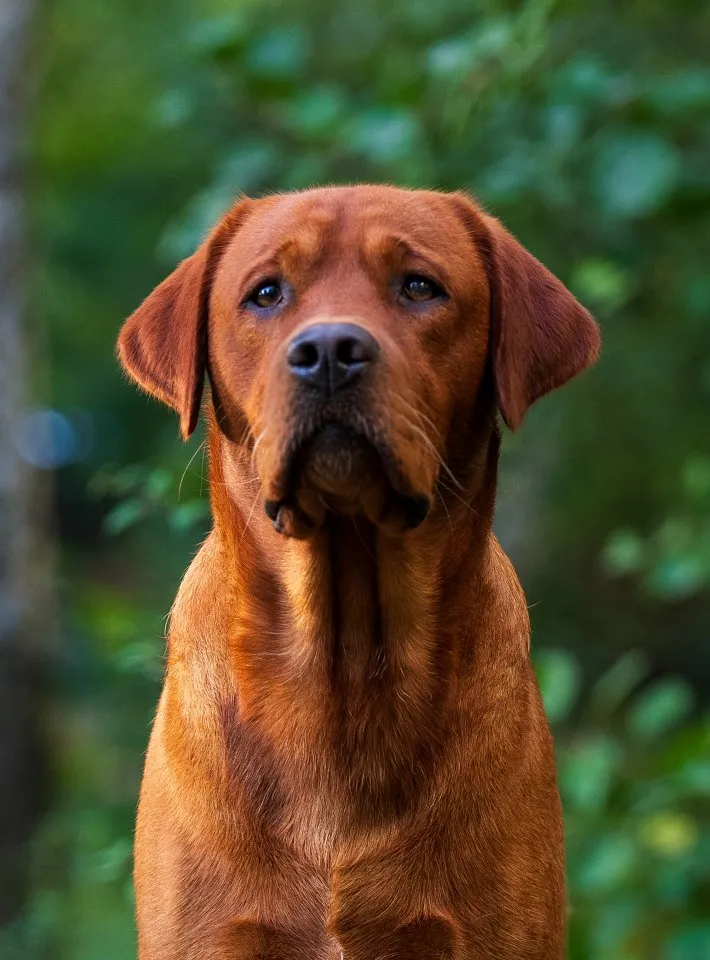 Labrador Deckrüde FCI in foxred/gelb