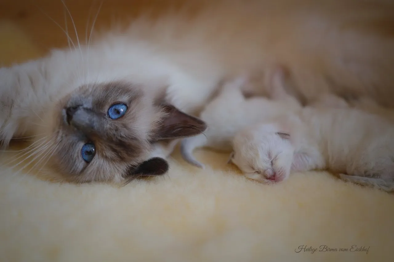 Heilige Birma Kitten mit Stammbaum, aus Vereinsregistrierter Hobbyzucht