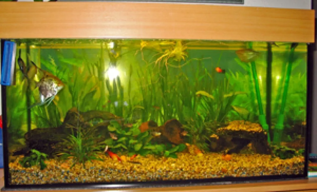 Aquarium 112 l mit Fischen zu verschenken!