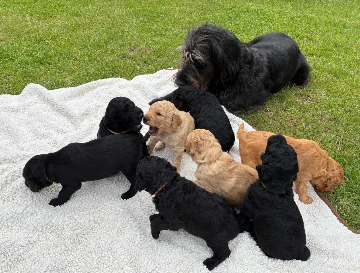 Wunderschöne Labradoodle - Welpen (F1b-Labradoodle)