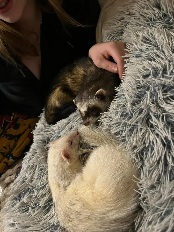 Frettchenbabys suchen zu Hause