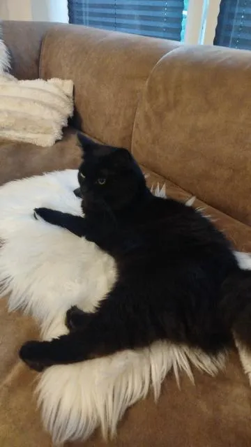 Ragdol Black Solid Kater