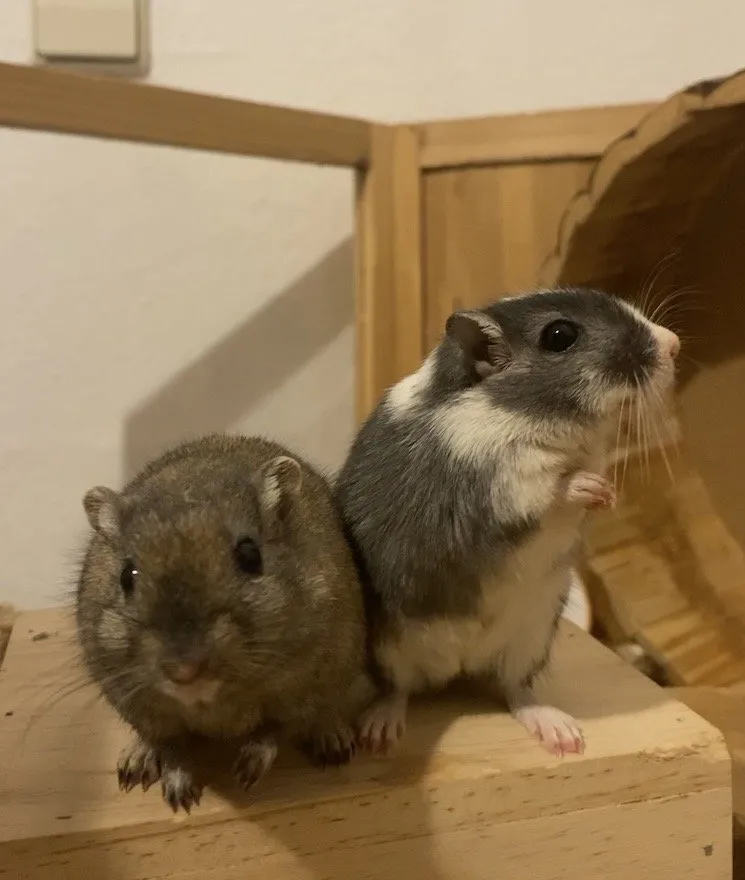 2 Rennmaus-Männchen mit Käfig und Zubehör abzugeben