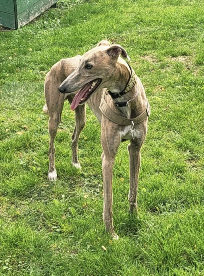 Windhund Deckrüde "Galgo Espanol"