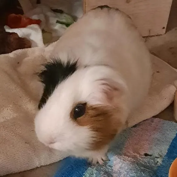 COOKIE - Meerschweinchen - 4 Jahre - Tierhilfe-Franken e.V.