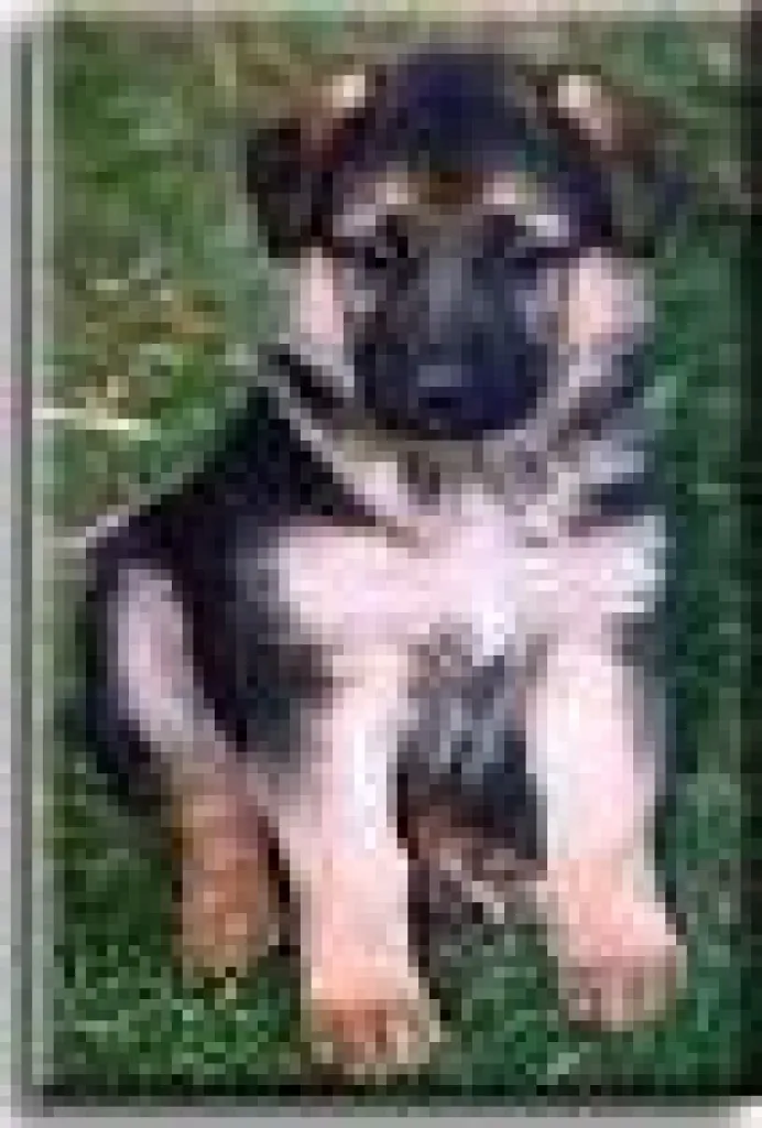 LIEBEVOLLE;FLEXIBLE HUNDEBETREUUNG (privat)