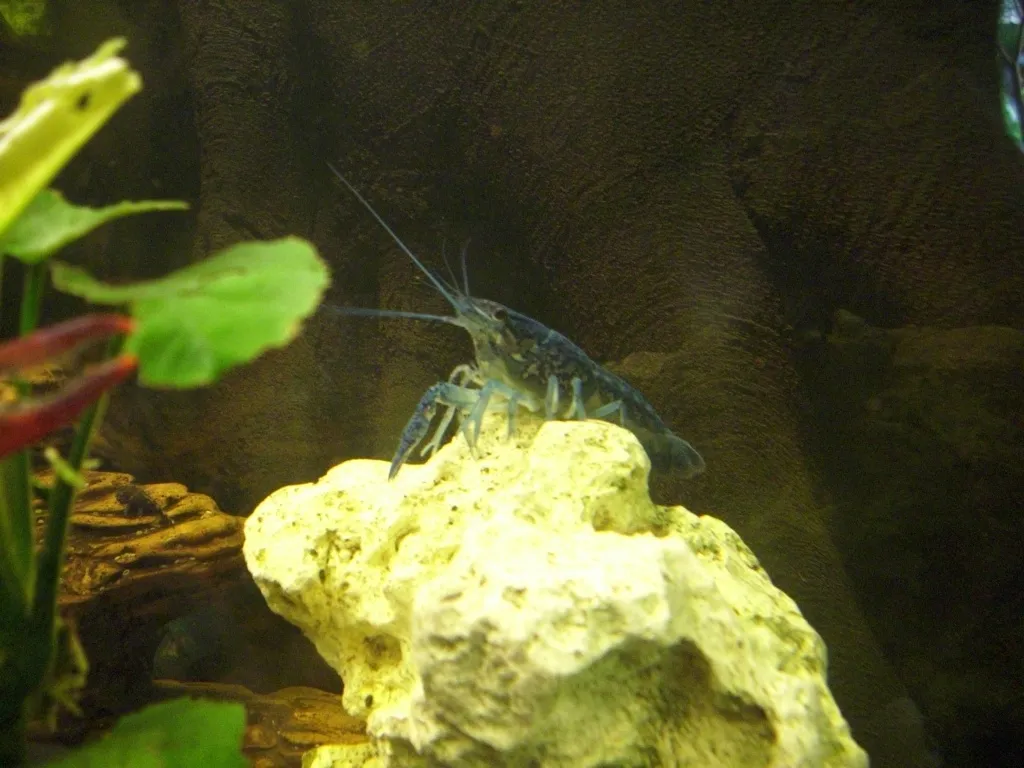 Proc. alleni, blauer Floridahummer Weibchen