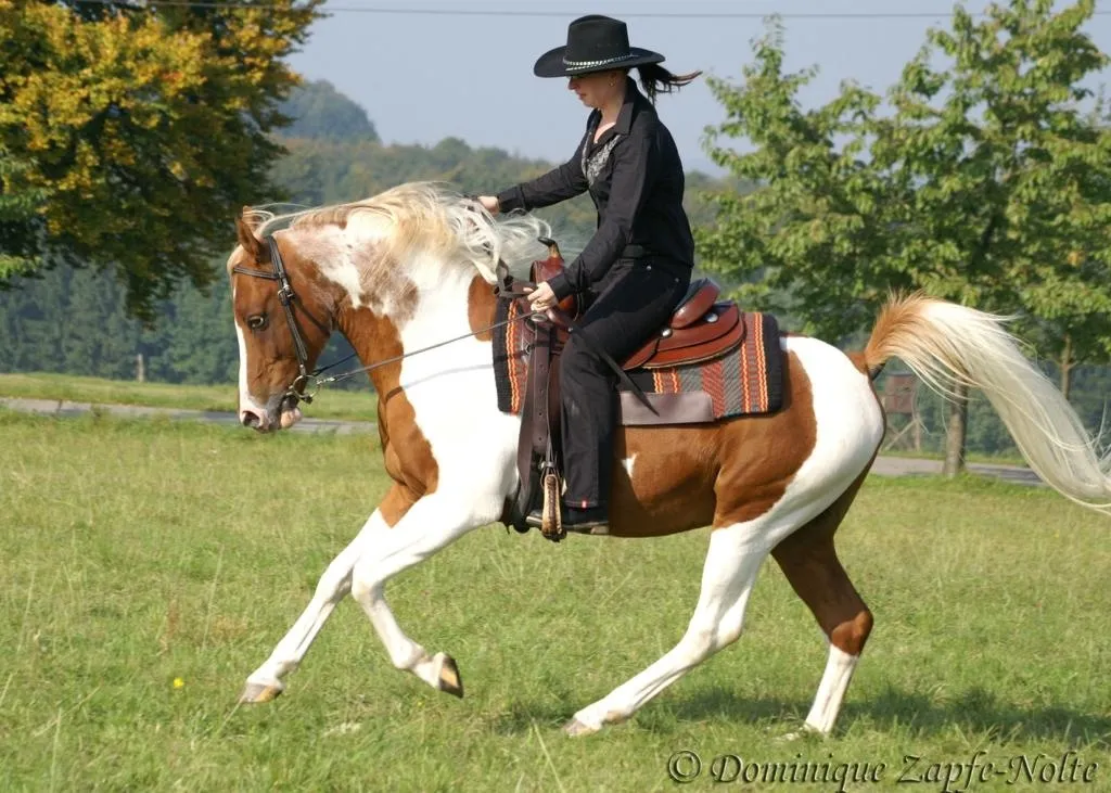 Araber Pinto Deckhengst 93% AV Anteil, Fuchsschecke
