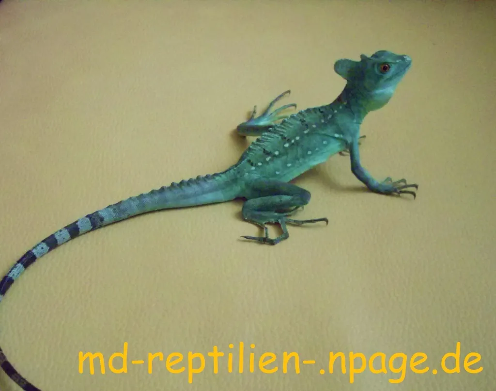 Stirnlappenbasilisk 1.0 abzugeben (Bock 12 Monate)