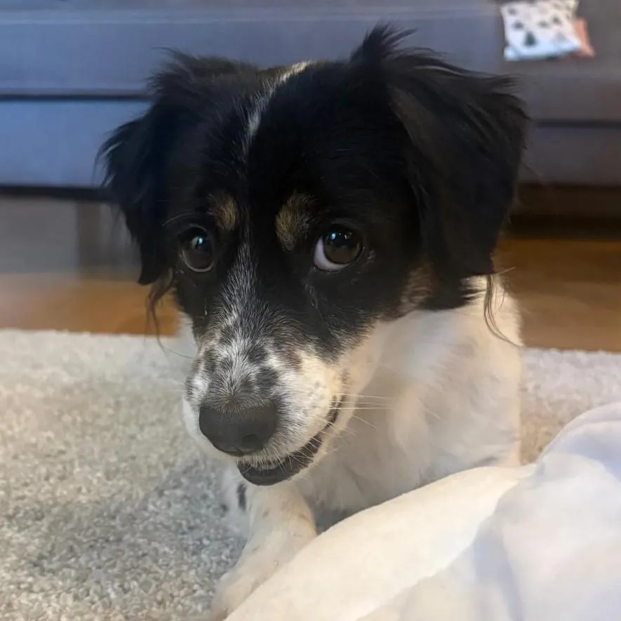 Nelly - verliert nach 7 Jahren ihr Zuhause