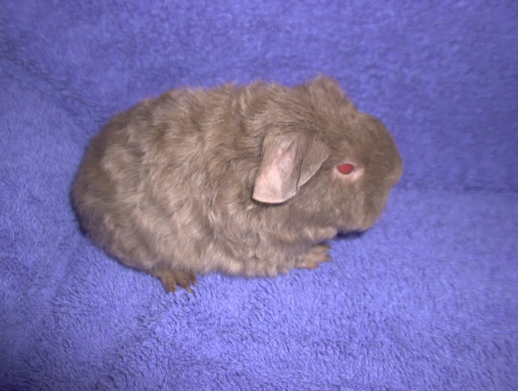Rex, Rosette, US-Teddy, Crested und Glatthaar suchen neue Futtersklaven