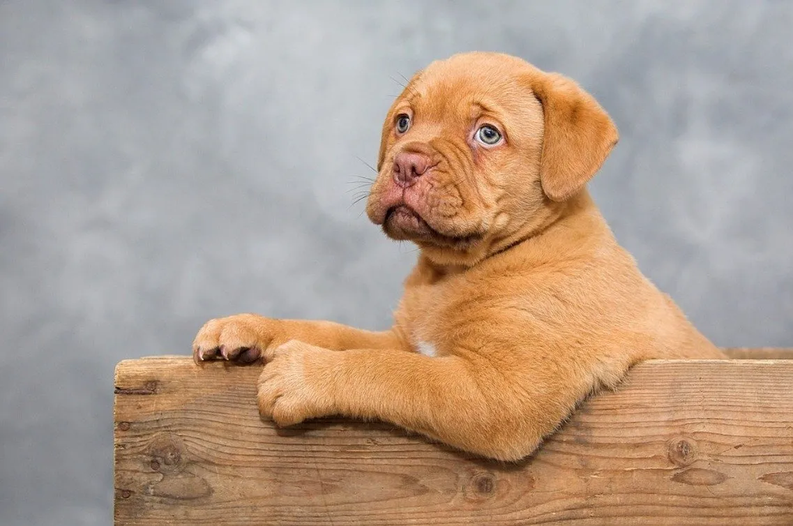 Bordeauxdoggen Welpen mit Ahnentafel – Bild 1
