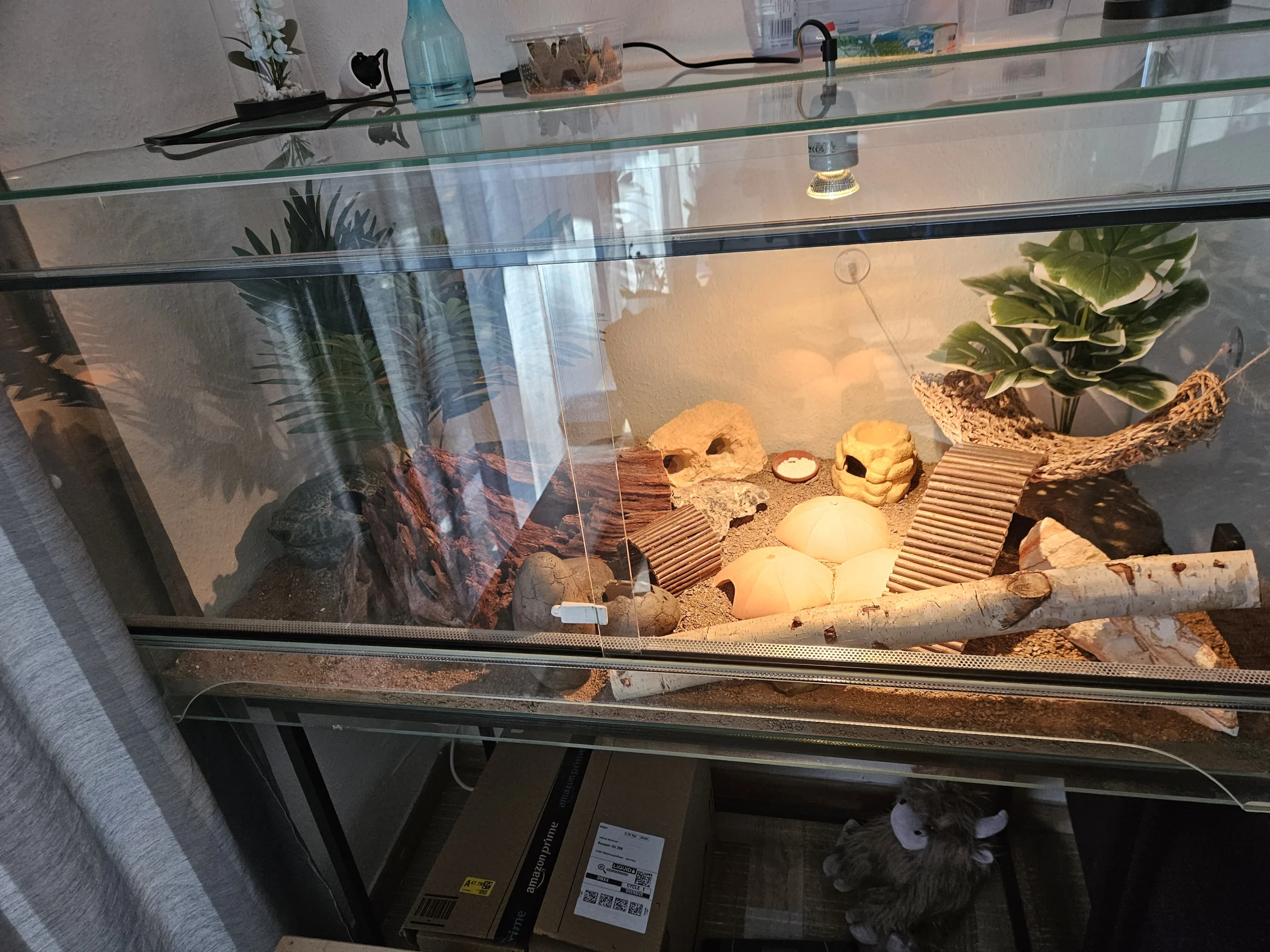 Leopardgeckos mit Terrarium und Zubehör