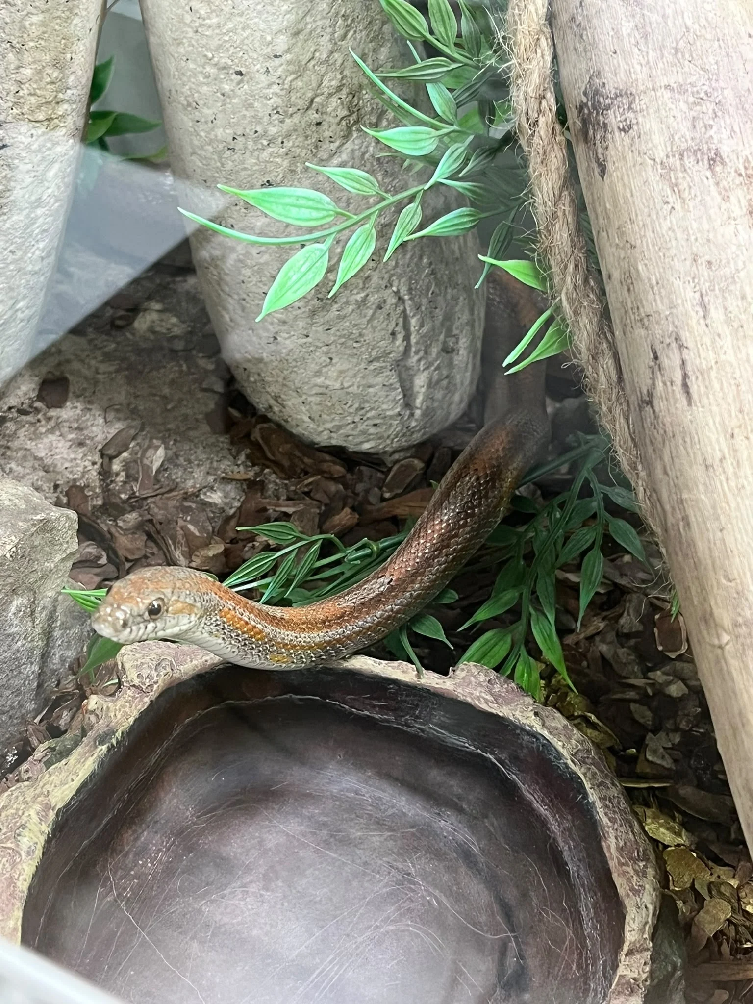 Kornnatter 120cm wunderschön