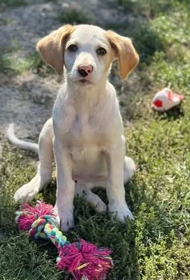Samson - Liebenswertes Hundekind Samson
