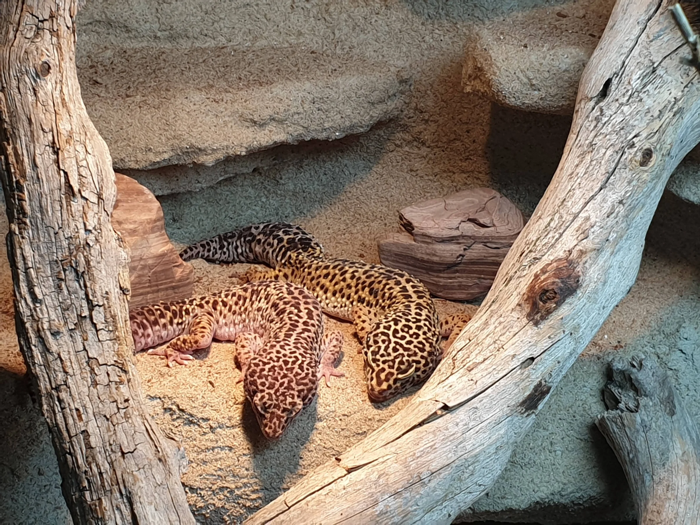Drei Leopardgecko-Damen suchen ein neues Zuhause Terrarium und Unterschrank inklusive