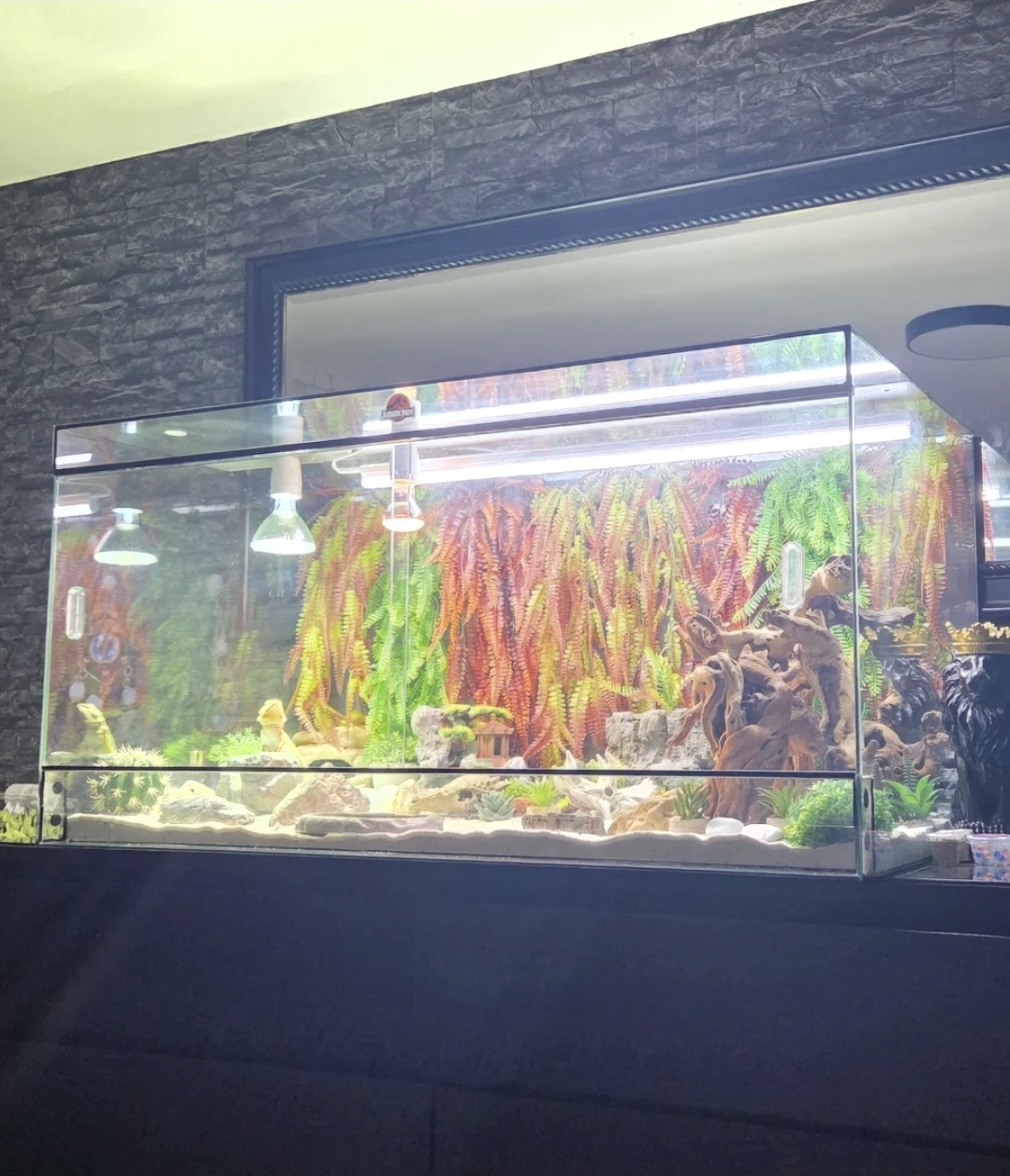 Bartargame mit Terrarium