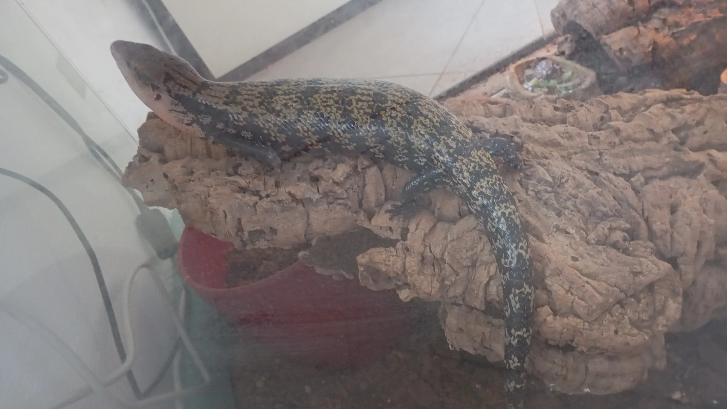 Blauzungenskinke