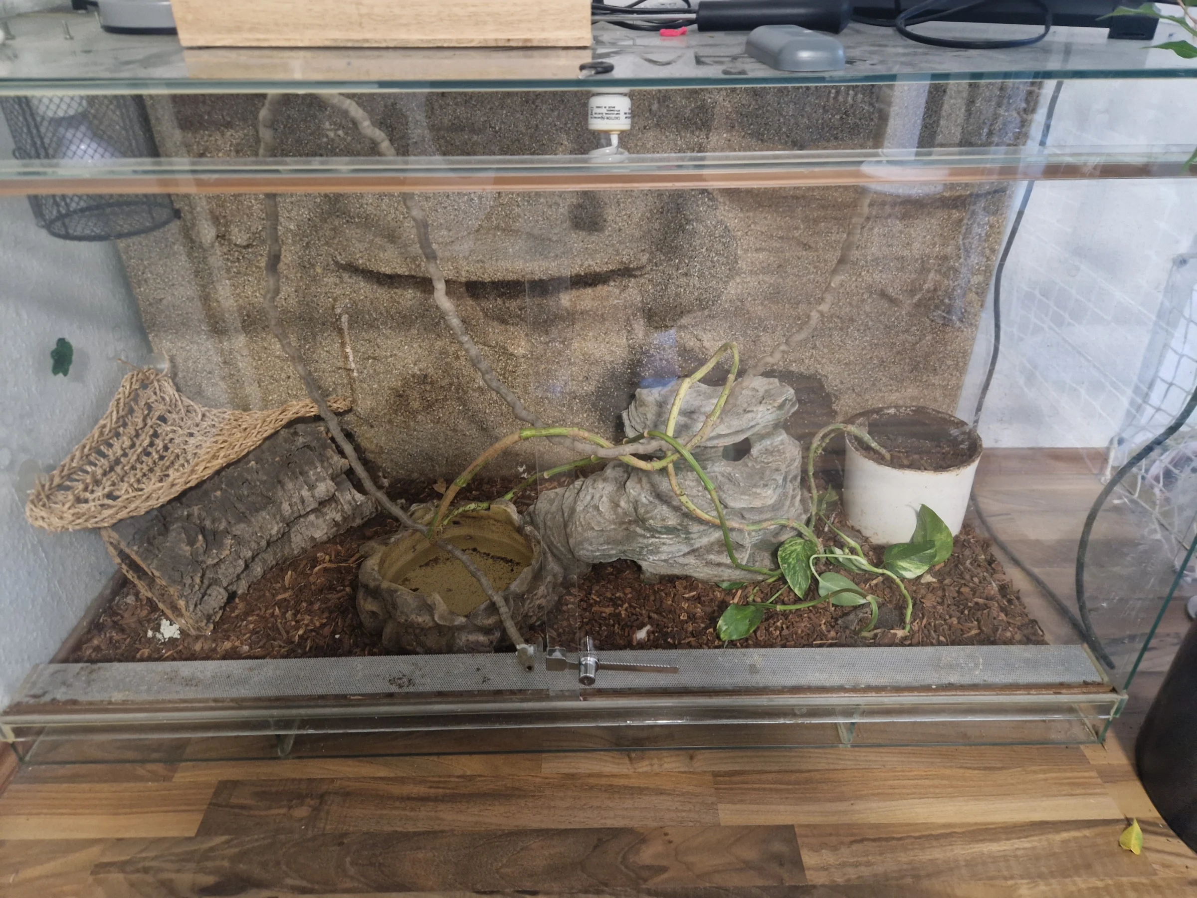 Kornnatter mit Terrarium