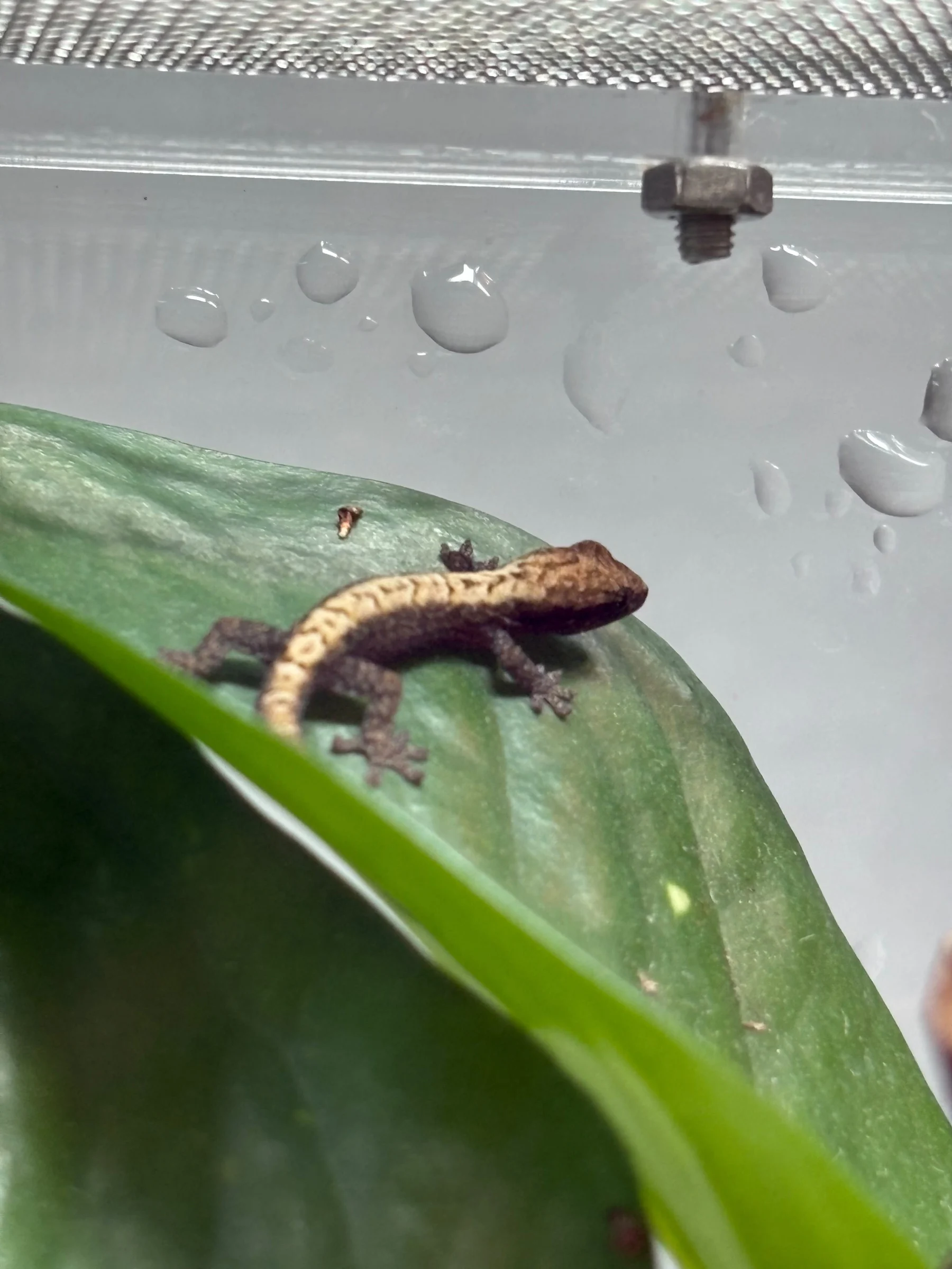 0.2 Jungferngecko Jungtiere (Lepidodactylus lugubris)