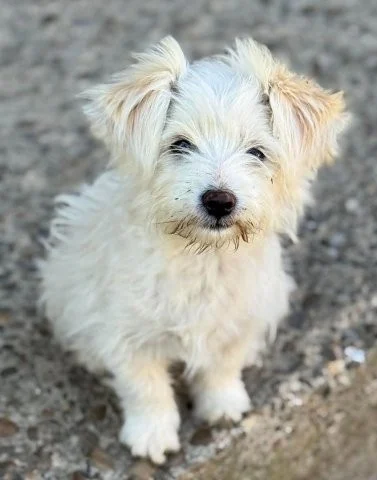 Sonnenschein Fibi - unser entzückendes Bichon-Mix-Hundekind