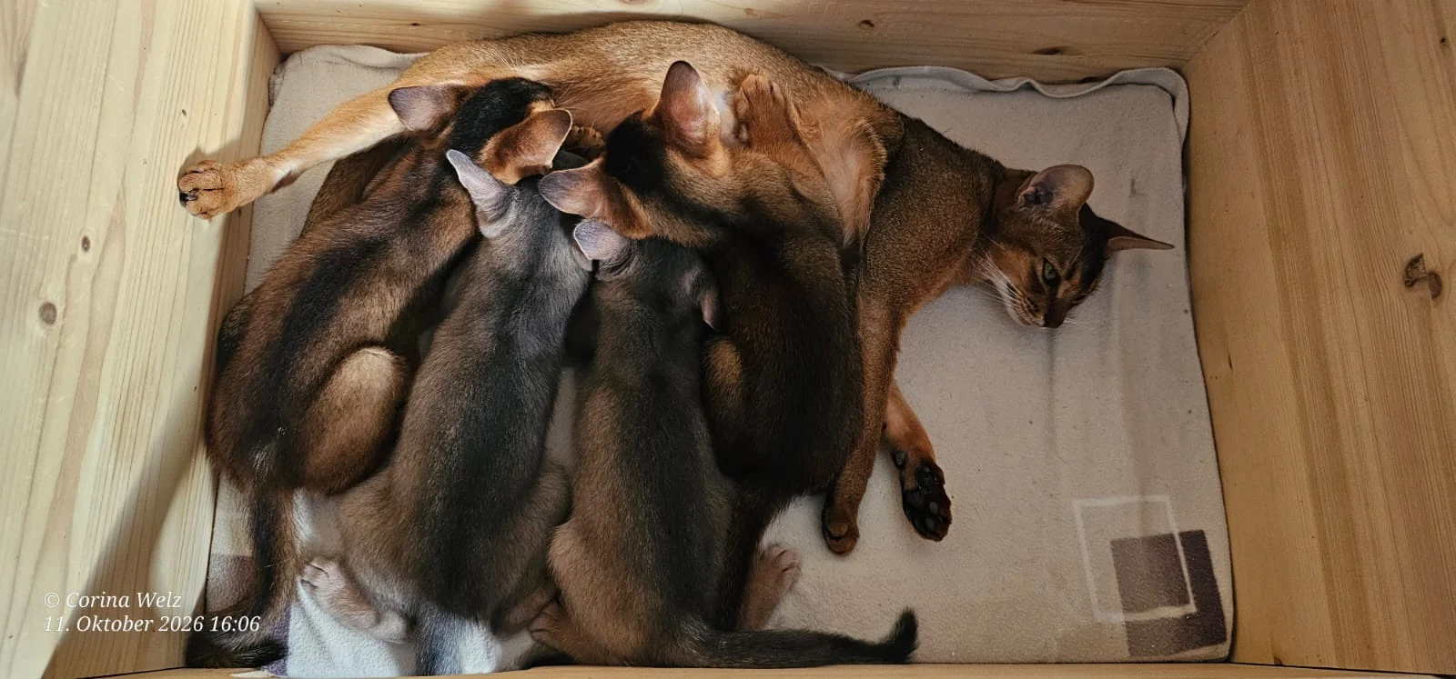 Vier edle reinrassige Abessinierkater in Blau und Ruddy – kleine Persönlichkeiten fürs Leben