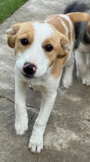 Marissa - Hübsches Hundekind Marissa