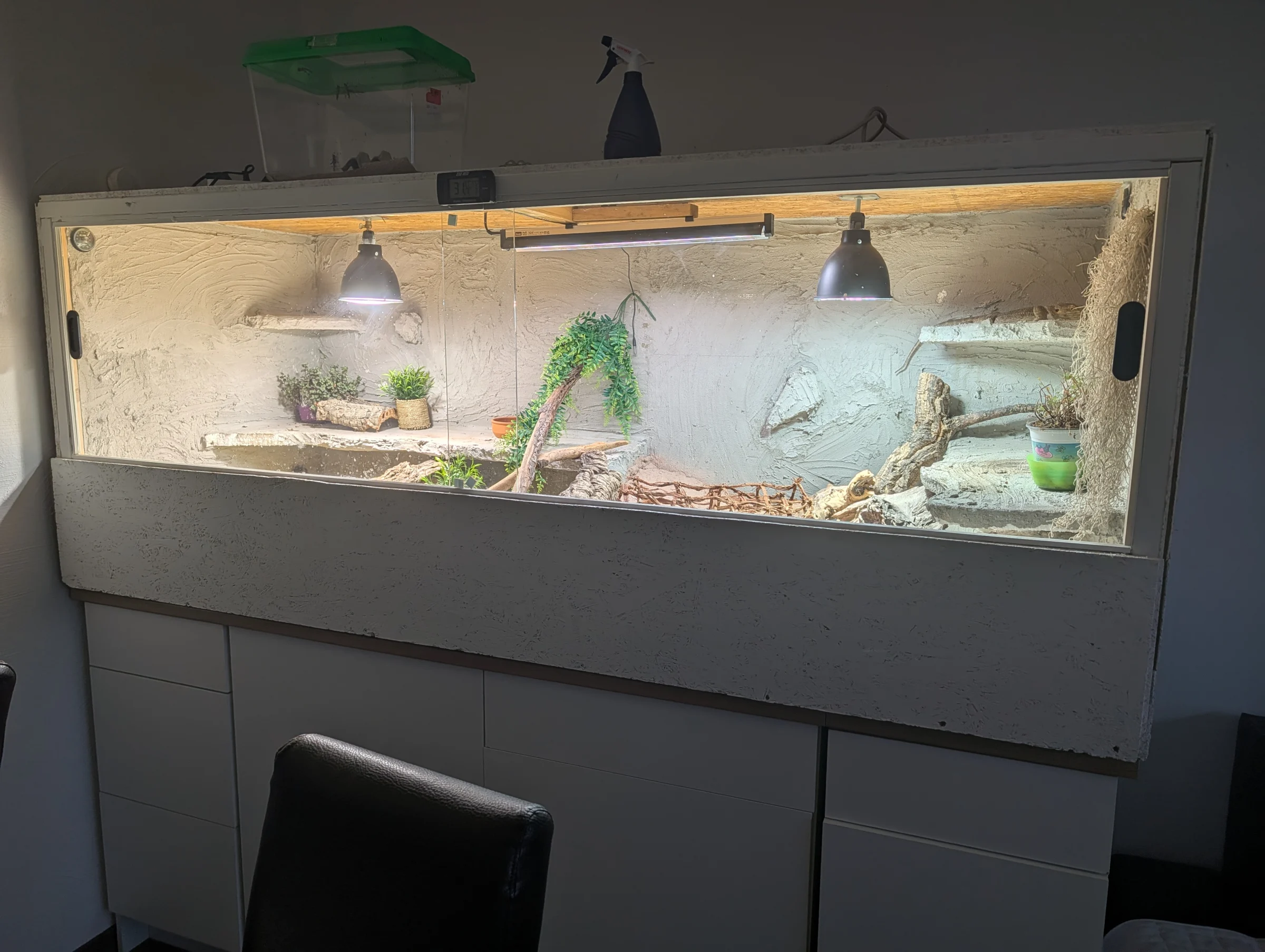 Bartagame + Terrarium+ Zubehör und Technik – Bild 1